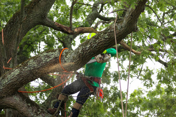 Best Tree Removal Service  in USA